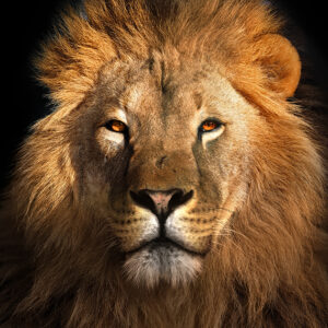 12 Stoic Life Coaching Sessions