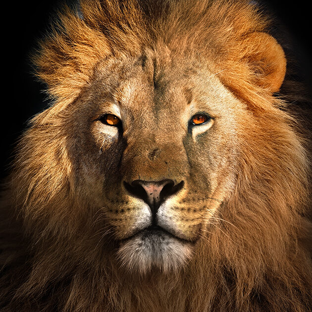 12 Stoic Life Coaching Sessions